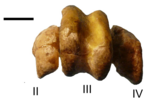 P. colzecus tarsometatarsus from the front, back, and below