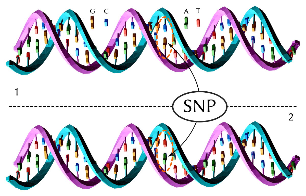 Image result for single nucleotide polymorphism