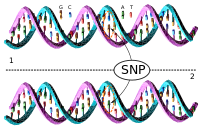 A Single Nucleotide Polymorphism is a change of a nucleotide at a single base-pair location on DNA. Created using Inkscape v0.45.1.