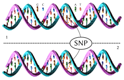 Strand 1 differs from strand 2 at a single base pair location (a C - T polymorphism). Dna-SNP.svg