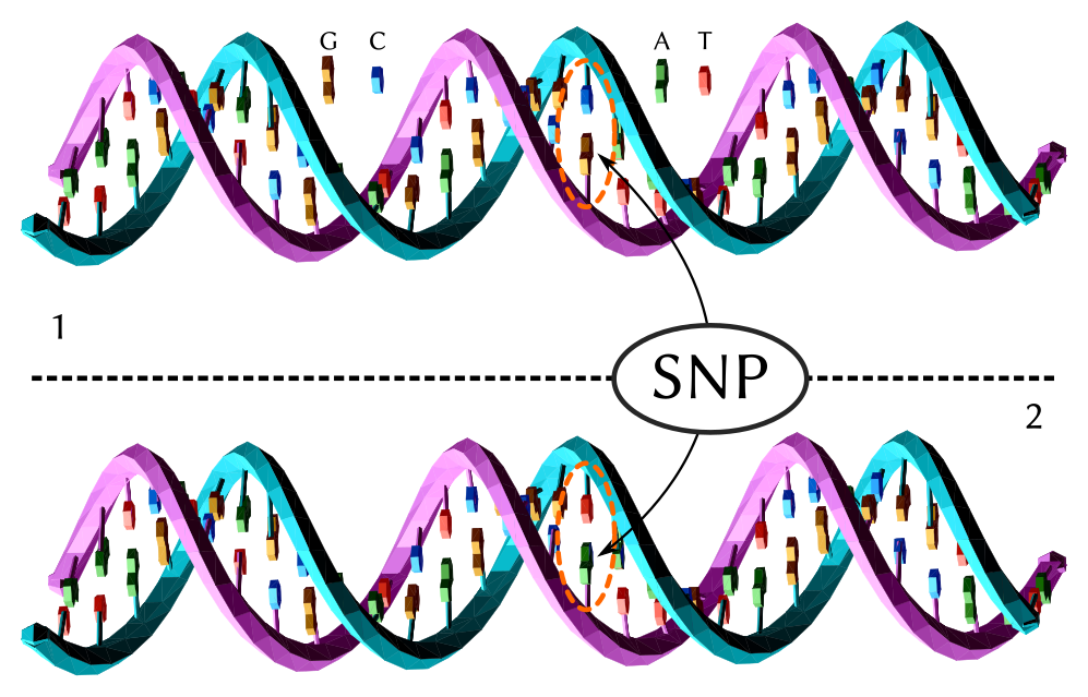 SNPs-avatar