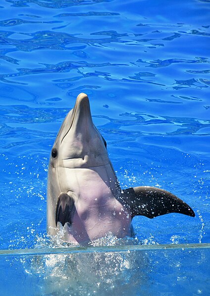 File:Dolphin Days SanDiego Seaworld.jpg