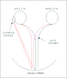 Dominance transmission and processing pathways Dominance pathway.gif