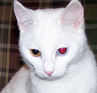 白猫 Wikipedia