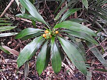 Dracaena terniflora с плодами