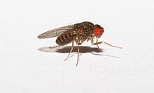 Drosophila hydei кішігірім бақалар үшін үлкен жемісті шыбындар.jpg