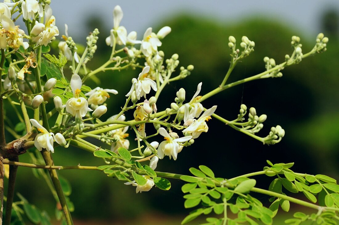 മൊരിൻഗേസീ