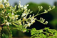 Moringa oleifera, pepparrotsträd