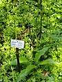 Dryopteris expansa - Botanischer Garten München-Nymphenburg - DSC07775.JPG