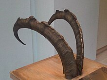 A large pair of curved horns mounted on wood