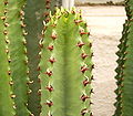 Botanischer Garten Heidelberg