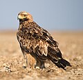 Image 48The Eastern Imperial Eagle is the national animal of Egypt. (from Egypt)