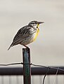 Eastern Meadowlark.jpg