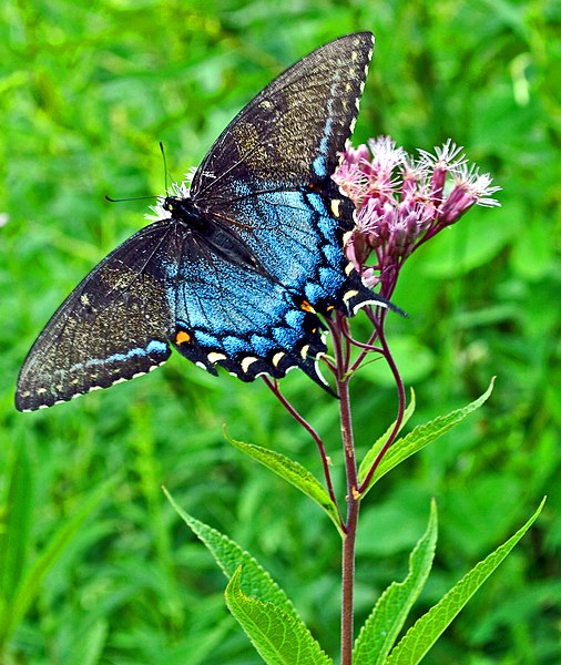 File:Eastern Tiger Swallowtail (Papilio glaucus) (6016411244).jpg