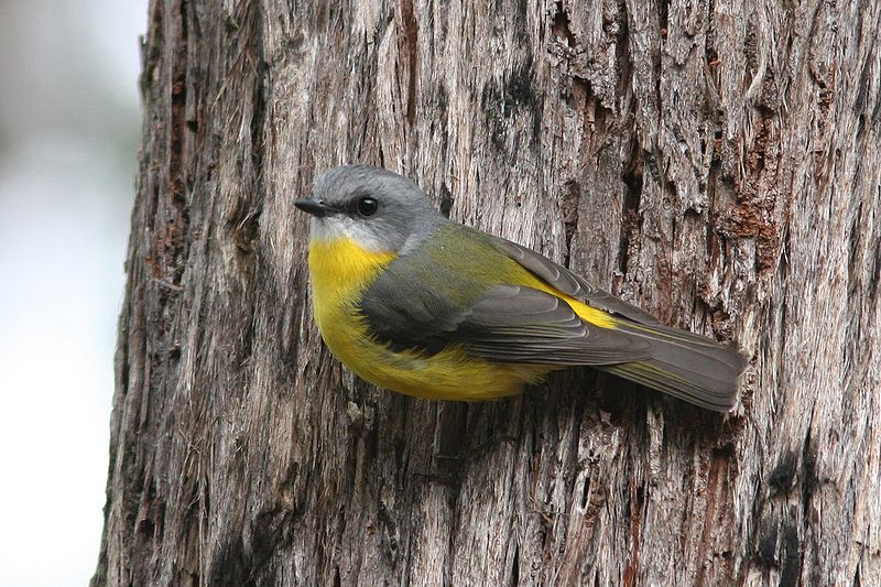 File:Eastern Yellow Robin 2.jpg