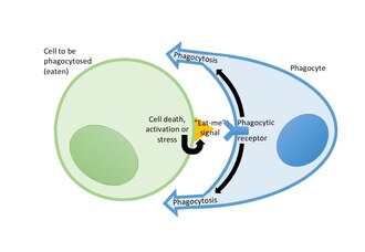 Cells release eat-signals onto their surface to induce phagocytes to eat them Eat-me signal.pdf