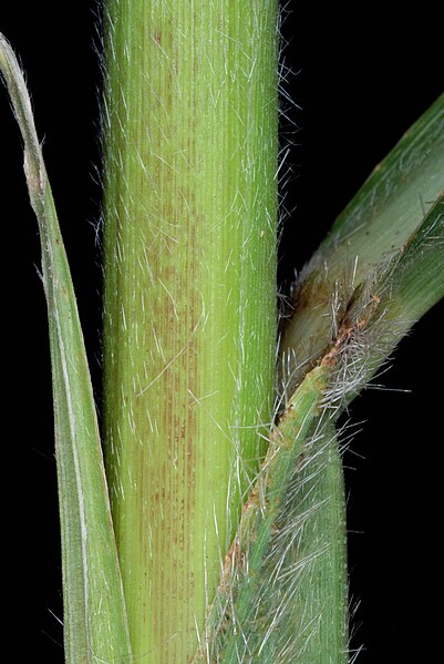 File:Echinochloa walteri NRCS-006.jpg