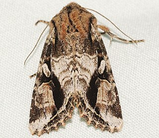 <i>Egira rubrica</i> Species of moth