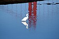 Egret and GGB.jpg