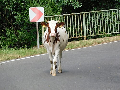 Kuh auf einer Strasse