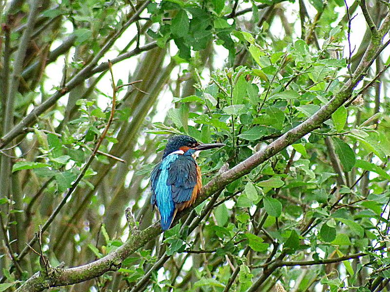 File:Eisvogel Steller See Untere Seeveniederung Niedersachsen.jpg