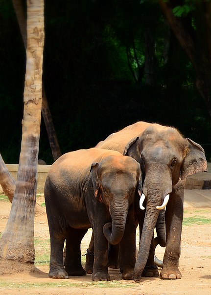 File:Elephant cubs in mysore zoo - karnataka.jpg