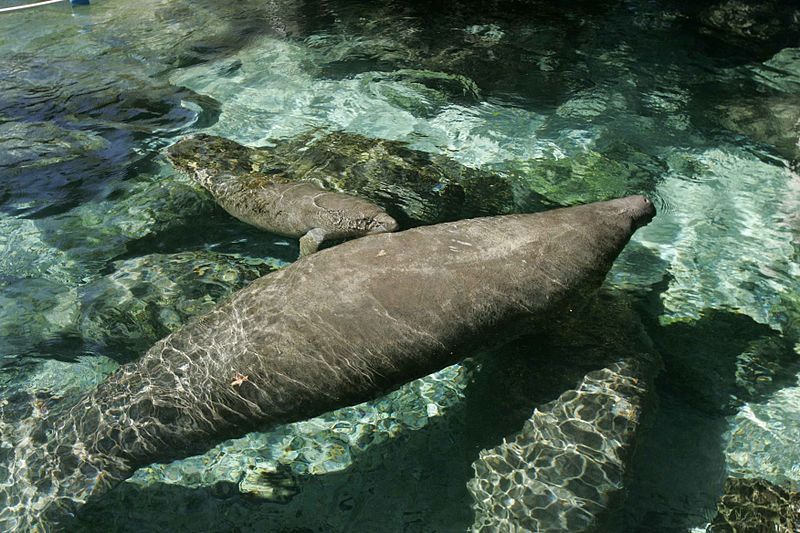 File:Endangered mammal species manatee.jpg