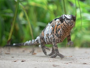 A chameleon (Furcifer pardalis) from Reunion Island