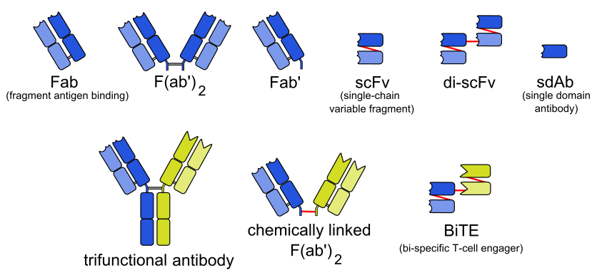 Anticorpo Monoclonale