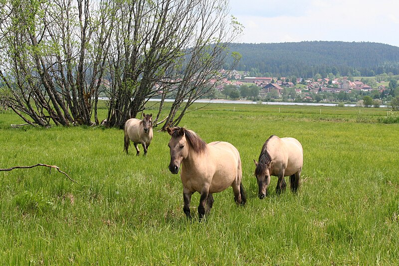 File:Entretien du marais par les chevaux koniks.jpg