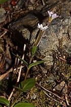 Epilobium clavatum