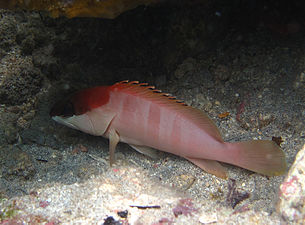 Un mérou oriflamme (Epinephelus fasciatus) juvénile.