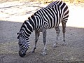 Zebra Feeding