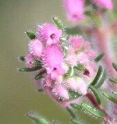 Erica parviflora