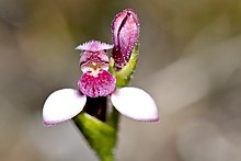 Eriochilus scaber - Орхидея Pink Bunny (7655293948) .jpg