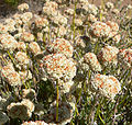 Eriogonum fasciculatum