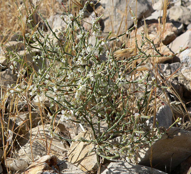 File:Eriogonum palmerianum 9.jpg