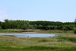 Estany de Sils amb aus.jpg