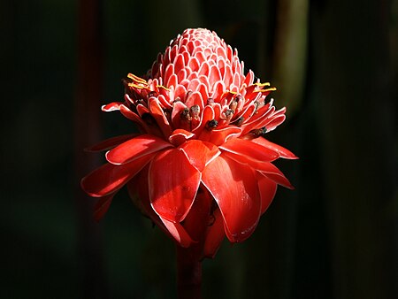 Etlingera