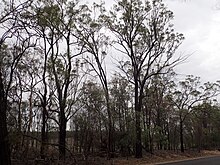 Eucalyptus rhombica.jpg 