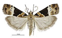 Eudonia aspidota male.jpg