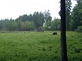 Eulbach, Englischer Garten, Wisente