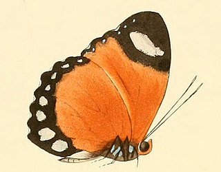 <i>Euphaedra ruspina</i> Species of butterfly