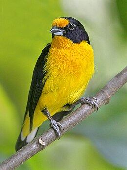 Euphonia violacea-20090208.jpg