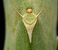 Ostnovité palisty pryšce Euphorbia ambroseae po stranách listové jizvy