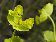 Euphorbia serrata