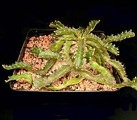 Euphorbia stellata