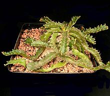 Euphorbia stellata2 ies.jpg