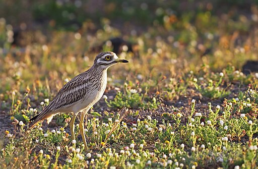 Eurasian stone-curlew (Burhinus oedicnemus), "El Jable" plains, Lanzarote (33986663445)