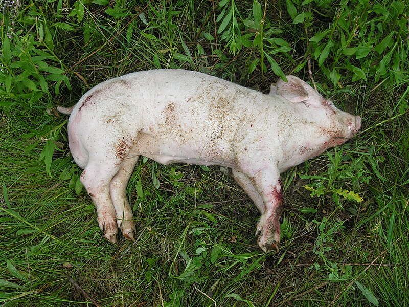 File:Example of a pig carcass in the fresh stage of decomposition.jpg